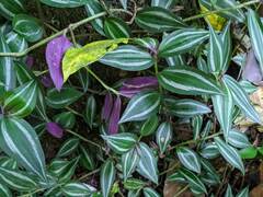 Tradescantia zebrina