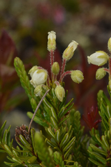 Phyllodoce glanduliflora