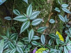 Tradescantia zebrina