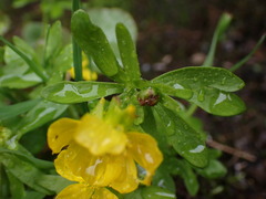 Ranunculus eschscholtzii