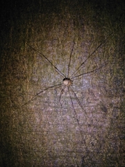 Dicranopalpus