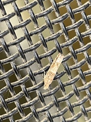 Crocidosema plebejana