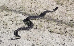 Crotalus oreganus helleri