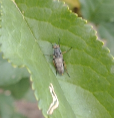 Ozodiceromyia