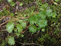 Romanzoffia sitchensis