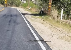 Crotalus oreganus helleri