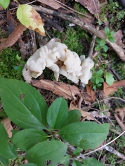 Ductifera pululahuana