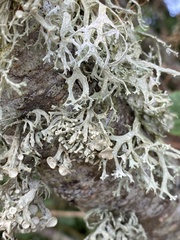 Evernia prunastri
