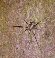 Paroligolophus agrestis
