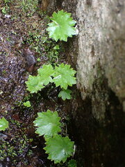 Romanzoffia sitchensis