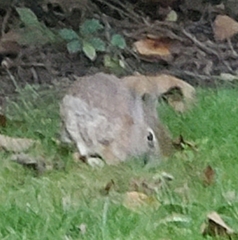 Oryctolagus cuniculus