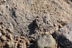 Cicindela ocellata