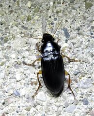 Harpalina