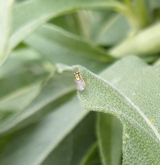 Thaumatomyia glabra