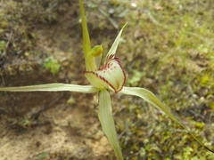 Caladenia xanthochila
