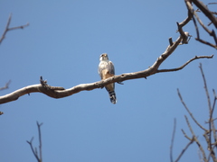 Falco femoralis