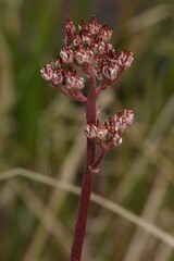 Leptarrhena pyrolifolia