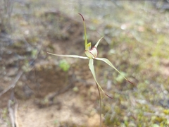 Caladenia xanthochila
