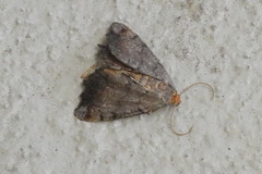 Macaria transitaria
