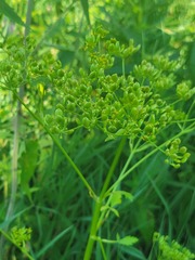 Pastinaca sativa