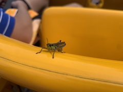 Melanoplini