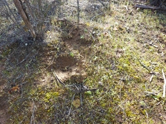 Caladenia xanthochila
