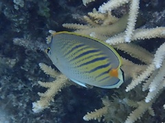 Chaetodon pelewensis