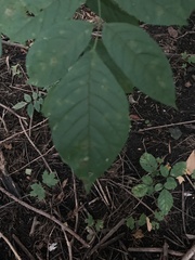 Melioides