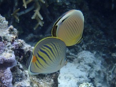 Chaetodon pelewensis