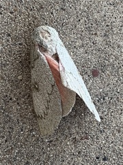 Syssphinx heiligbrodti