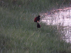 Jacana spinosa