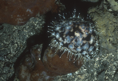 Cypraea tigris
