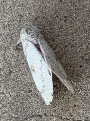 Syssphinx heiligbrodti