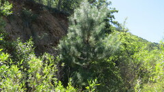 Pinus