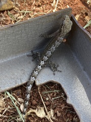 Lepidodactylus lugubris