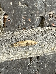 Crocidosema plebejana