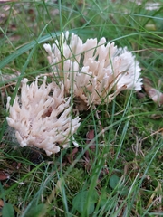 Sebacina schweinitzii