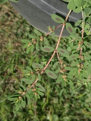 Euphorbia maculata