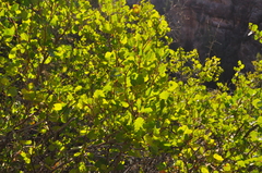Rhus aromatica simplicifolia