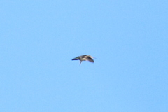 Charadriiformes