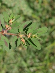 Euphorbia maculata