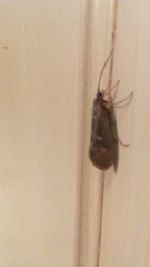 Trichoptera