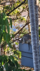 Trichosurus vulpecula arnhemensis