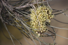 Hakea lorea lorea