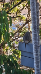 Trichosurus vulpecula arnhemensis