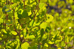 Rhus aromatica simplicifolia