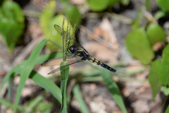 Orthetrum melania melania