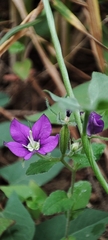 Legousia speculum-veneris