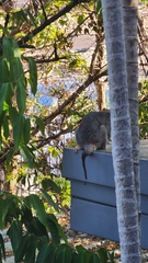 Trichosurus vulpecula arnhemensis