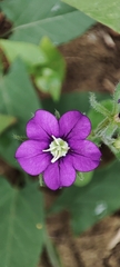 Legousia speculum-veneris